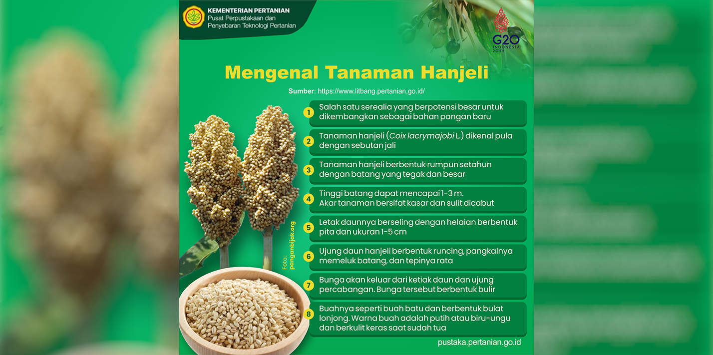 Mengenal Tanaman Hanjeli, Serealia yang Berpotensi Sebagai Bahan Pangan Baru